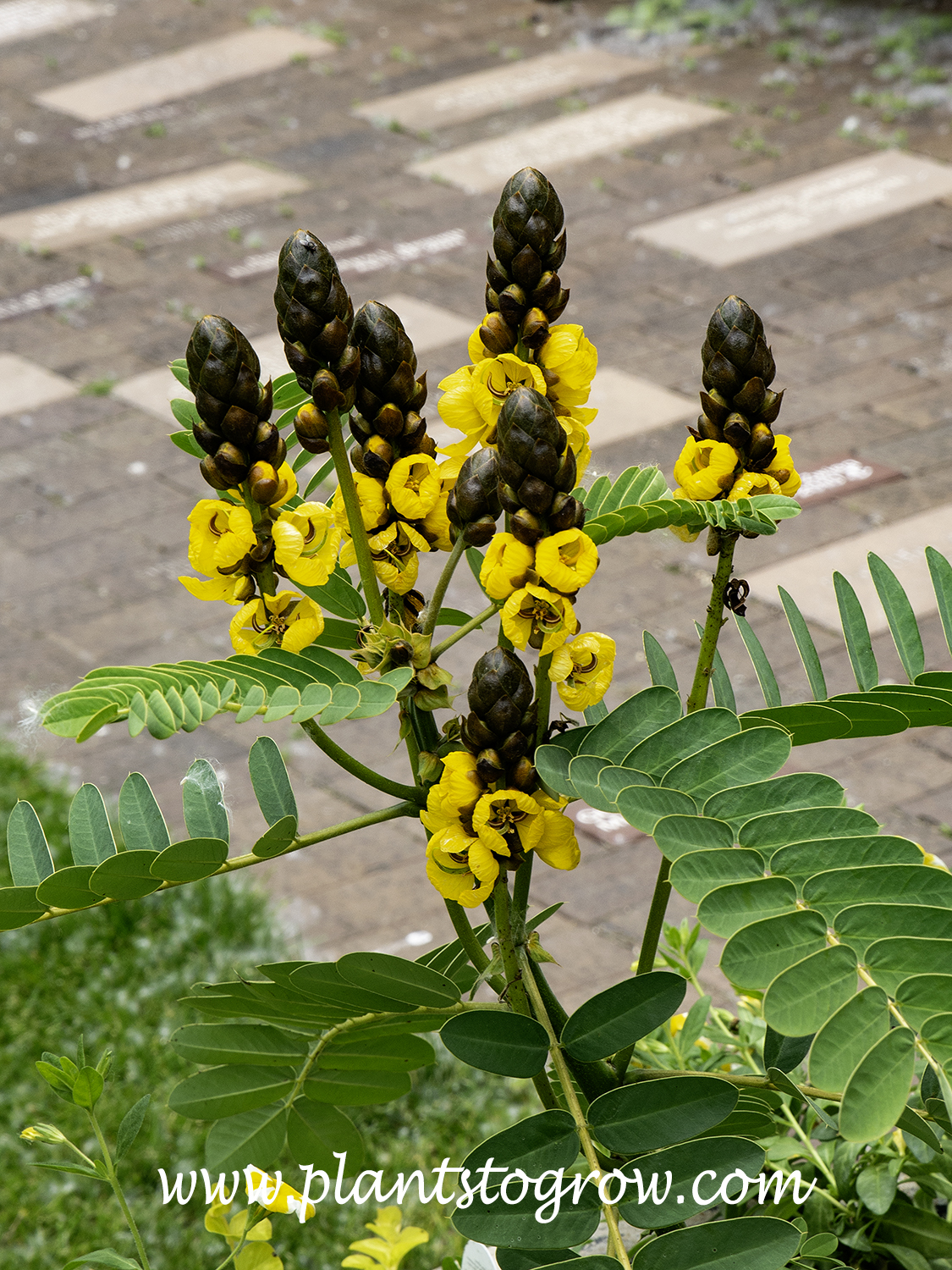 Popcorn Cassia (Senna didymobotrya) 
The raceme of yellow flowers features dark buds at the top. The florets bloom from the bottom to the top.